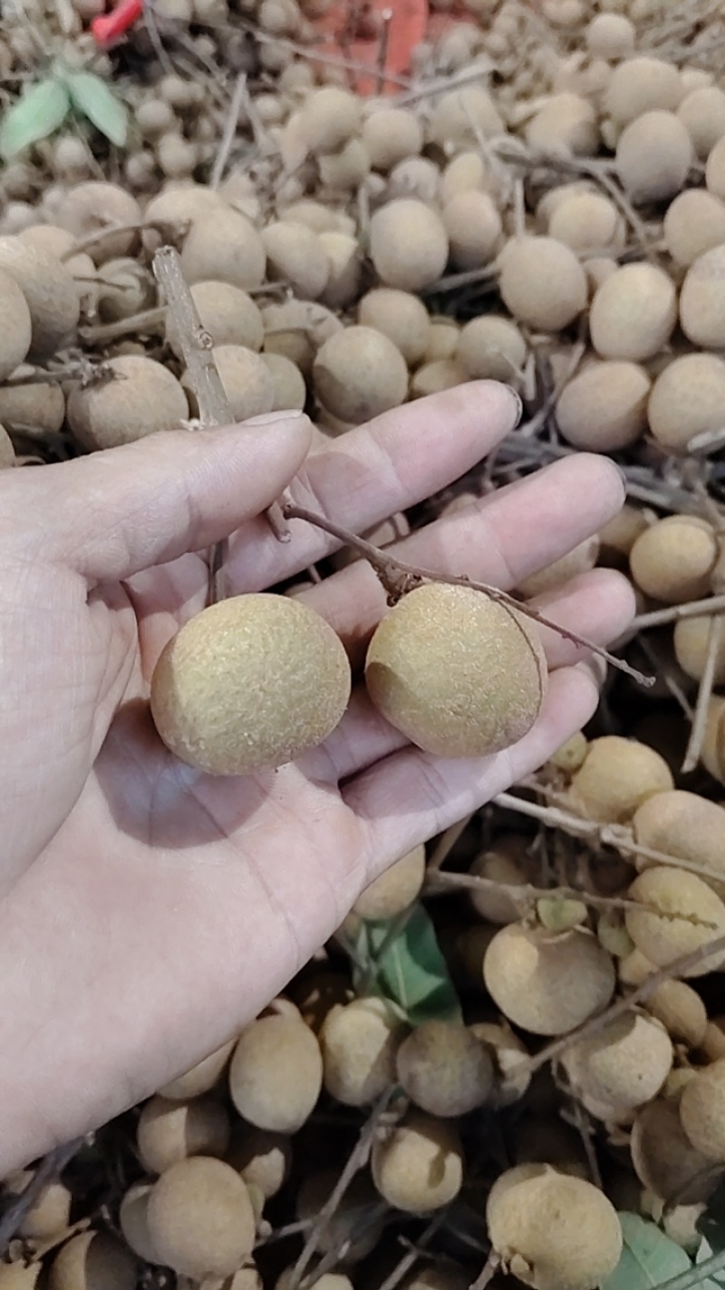 陆丰龙眼