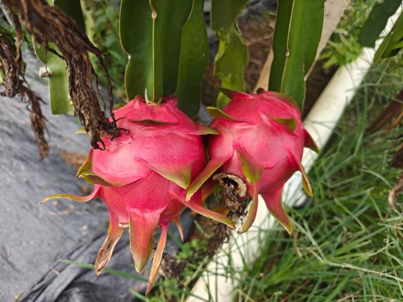 火龙果