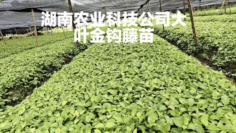 钩藤苗小苗钩藤苗芽苗大叶金钩藤苗高产双钩藤苗