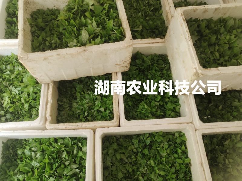 钩藤苗小苗钩藤苗芽苗大叶金钩藤苗高产双钩藤苗