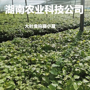 钩藤苗小苗钩藤苗芽苗大叶金钩藤苗高产双钩藤苗