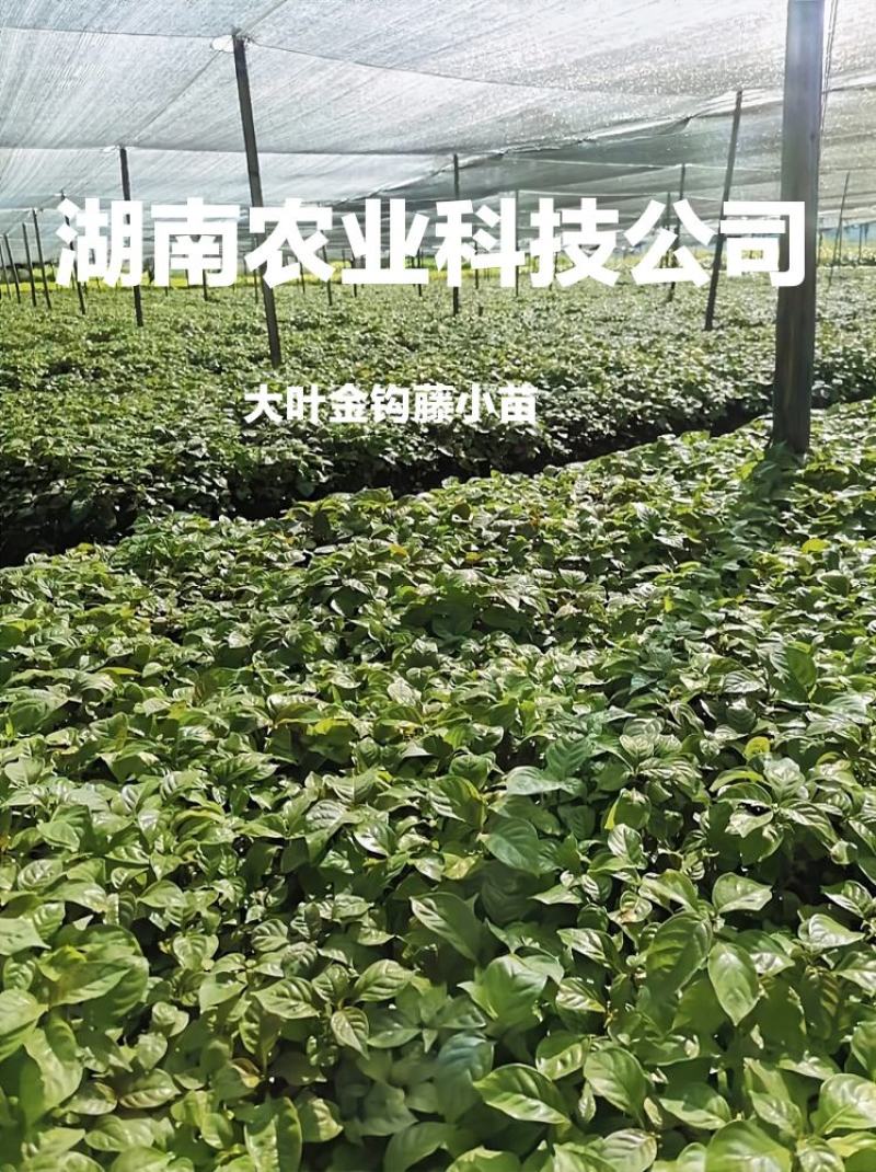 钩藤苗小苗钩藤苗芽苗大叶金钩藤苗高产双钩藤苗