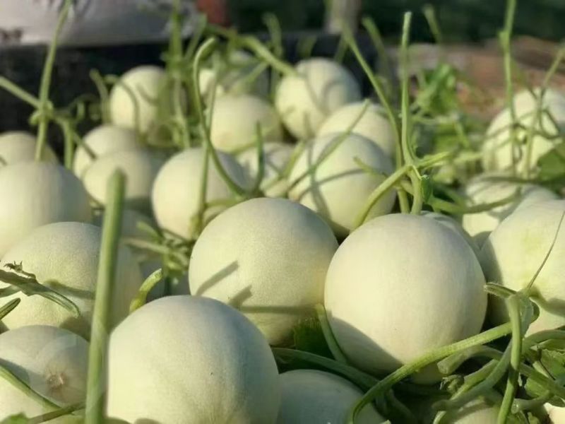 精品头茬金红宝蜜瓜，头茬果，糖度18保底，地头直发。