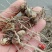 大量出售紫花三叉小白及（白及苗）产地直供欢迎定购