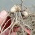 精品四川小白芨（白及苗）产地直供鲜货只有价廉欢迎电联