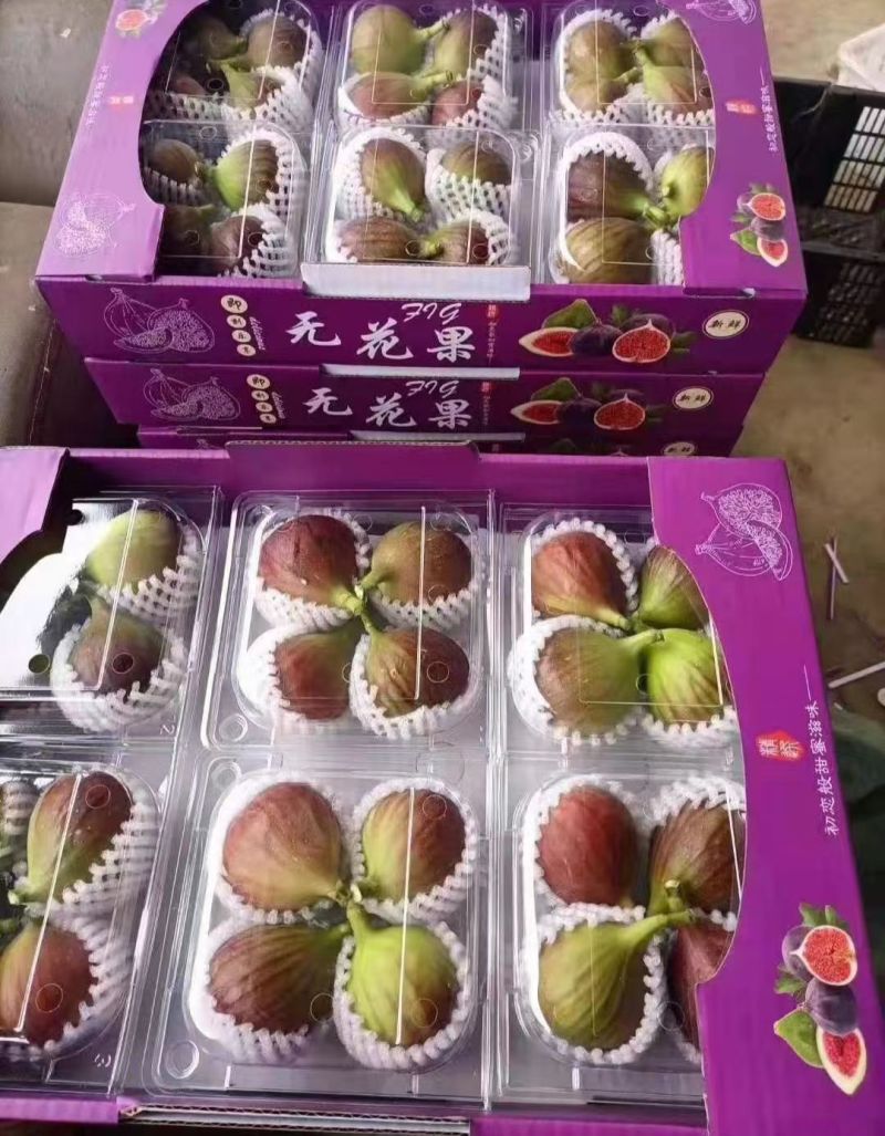 云南昆明东川无花果产地直发，空运，物流，整车，常年不断货