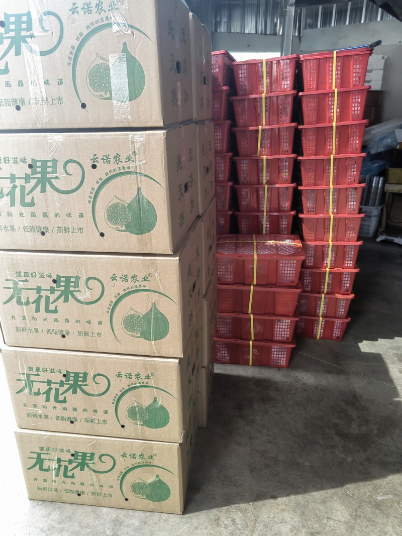 云南昆明东川无花果产地直发，空运，物流，整车，常年不断货