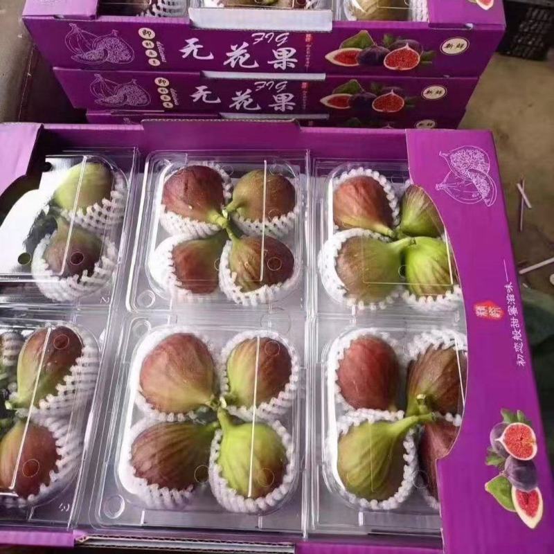 云南昆明东川无花果产地直发，空运，物流，整车，常年不断货