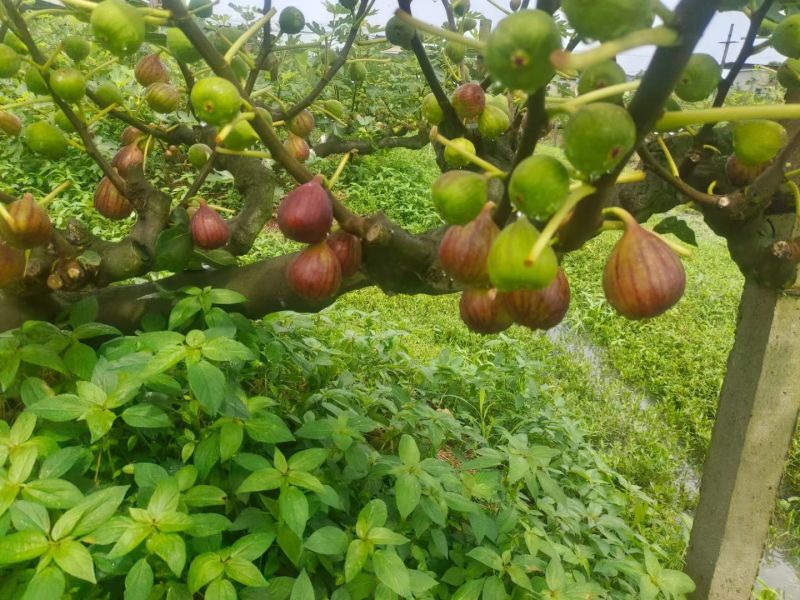 波姬红无花果基地直销空运直发四季不断货保证质量