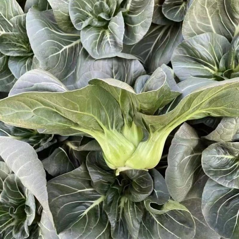 黑叶7月慢青梗菜种子优质高产耐寒耐抽苔农家秋冬季播种精选