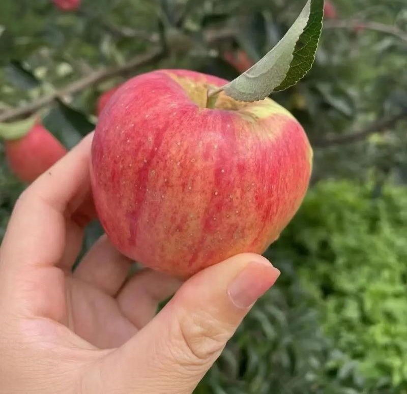 《鲁丽苹果》电商批发一件代发/果园现摘现发/可全国发货