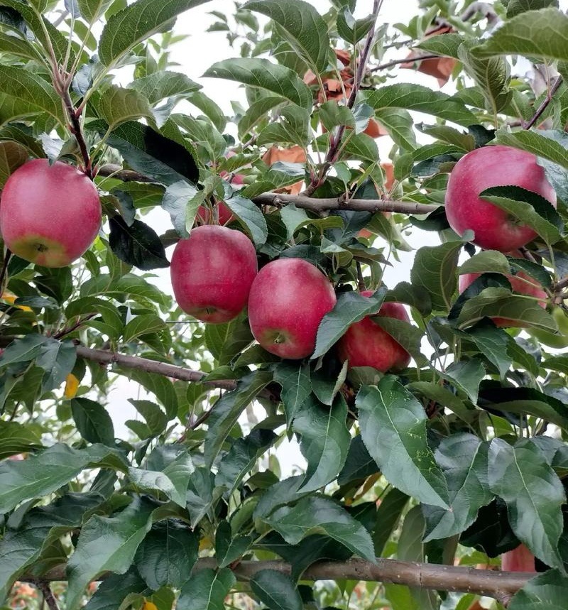 《鲁丽苹果》电商批发一件代发/果园现摘现发/可全国发货