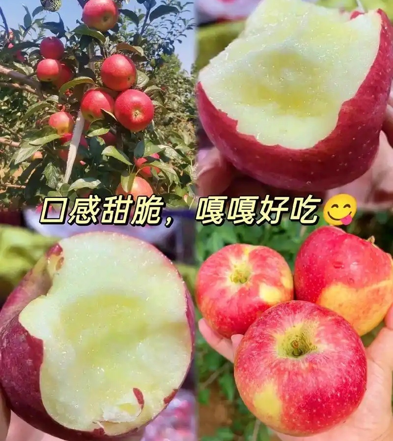 【一件代发】鲁丽苹果&陆地苹果/果园现摘/批发商超～电商