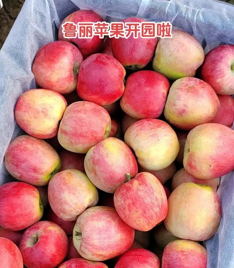 【一件代发】鲁丽苹果&陆地苹果/果园现摘/批发商超～电商