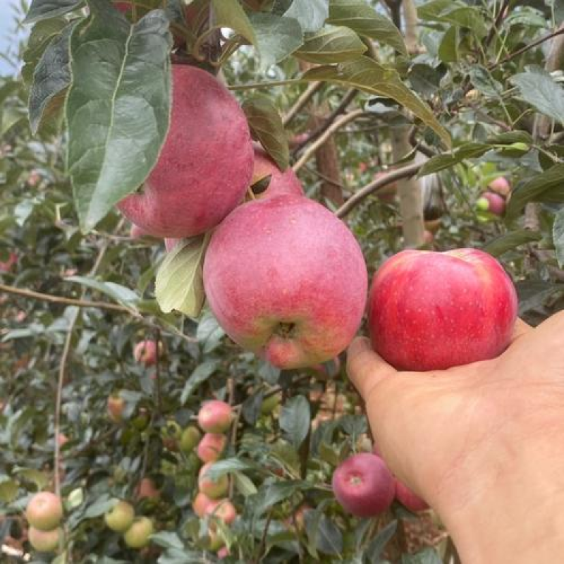 【一件代发】鲁丽苹果&陆地苹果/果园现摘/批发商超～电商