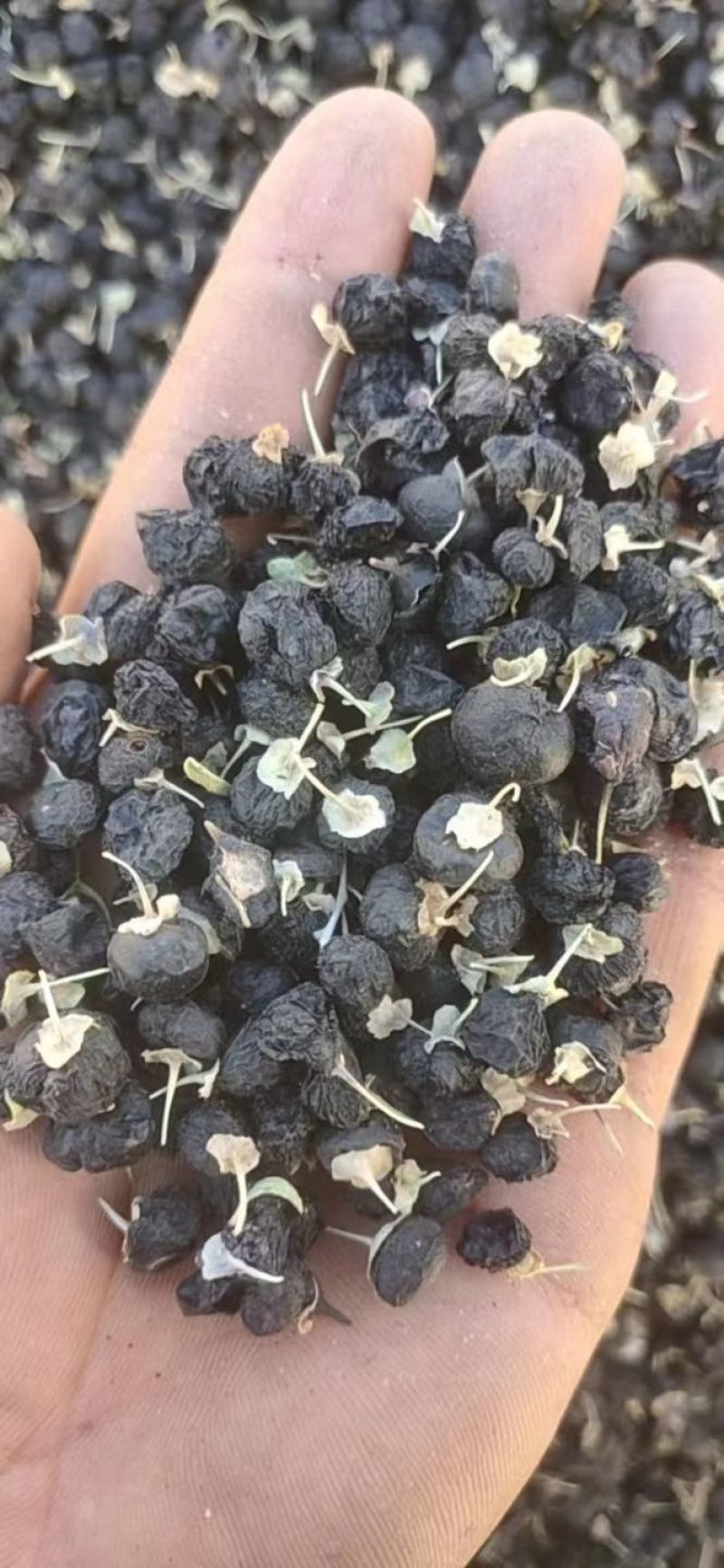 玉门小金湾黑枸杞产业园专业批发黑枸杞黑枸杞种植黑枸杞果