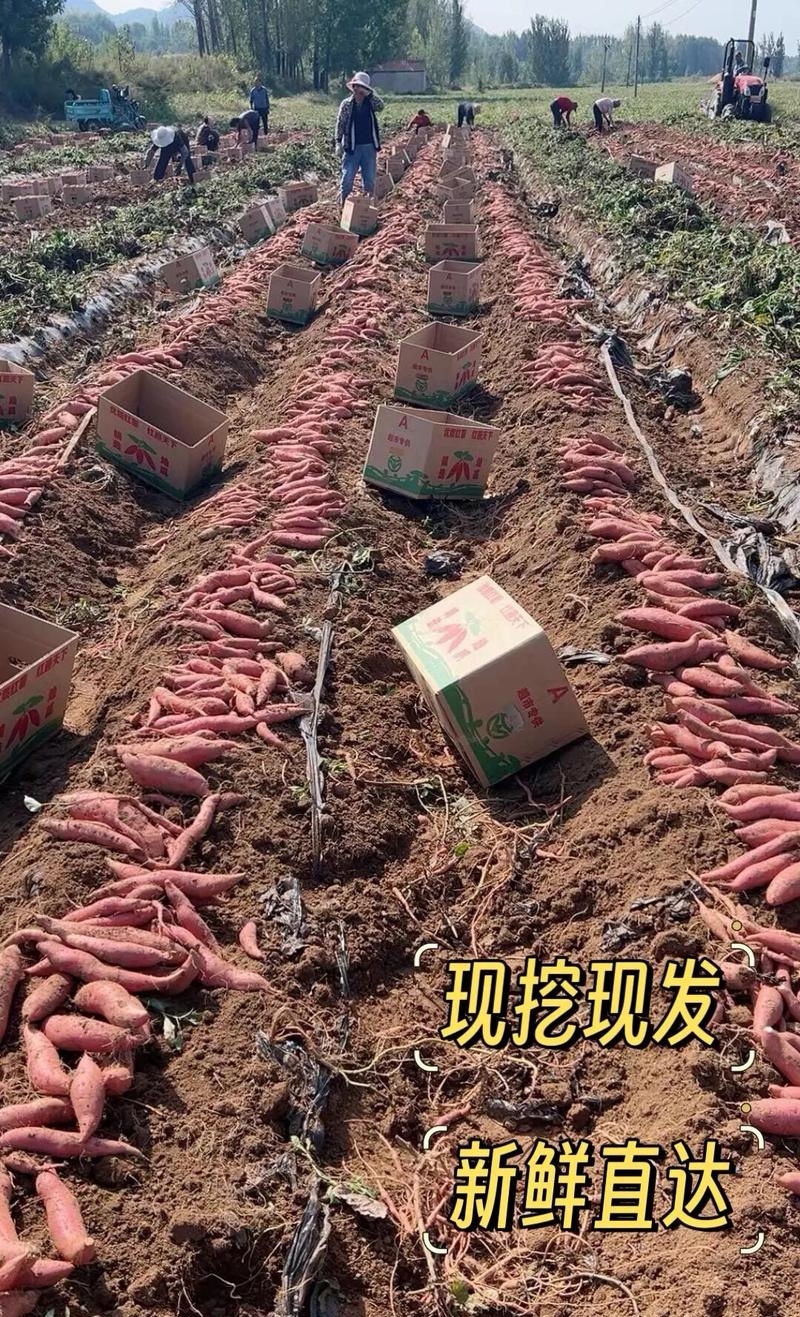 《一件代发》烟薯&山东蜜薯/电商～批发～带货～供应链