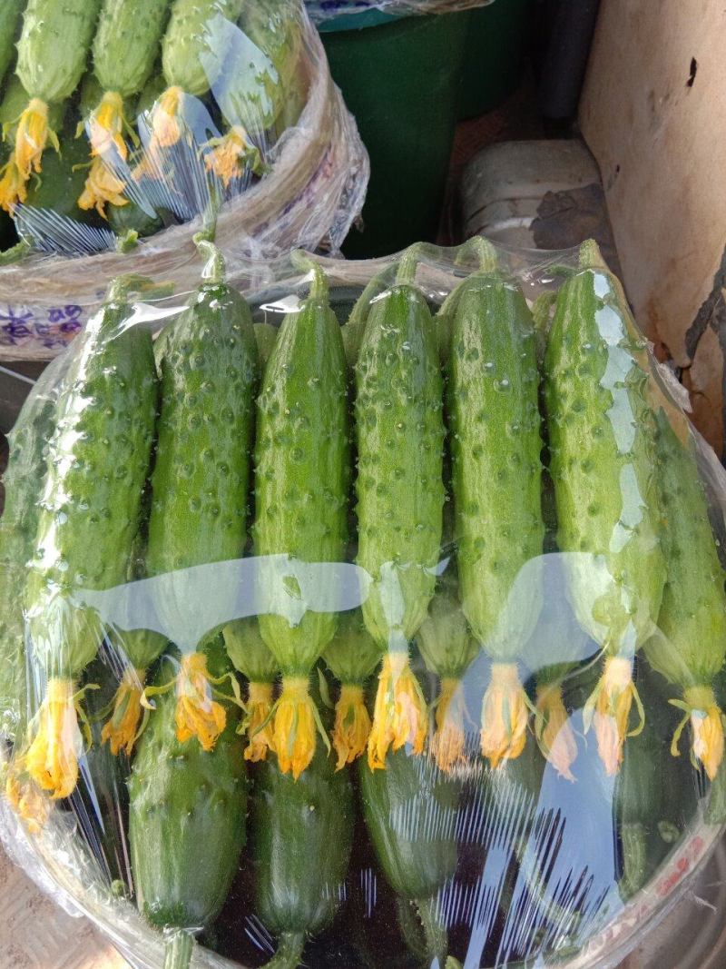 旱黄瓜/产地新鲜采摘/现货供应/量大从优/欢迎来电洽谈