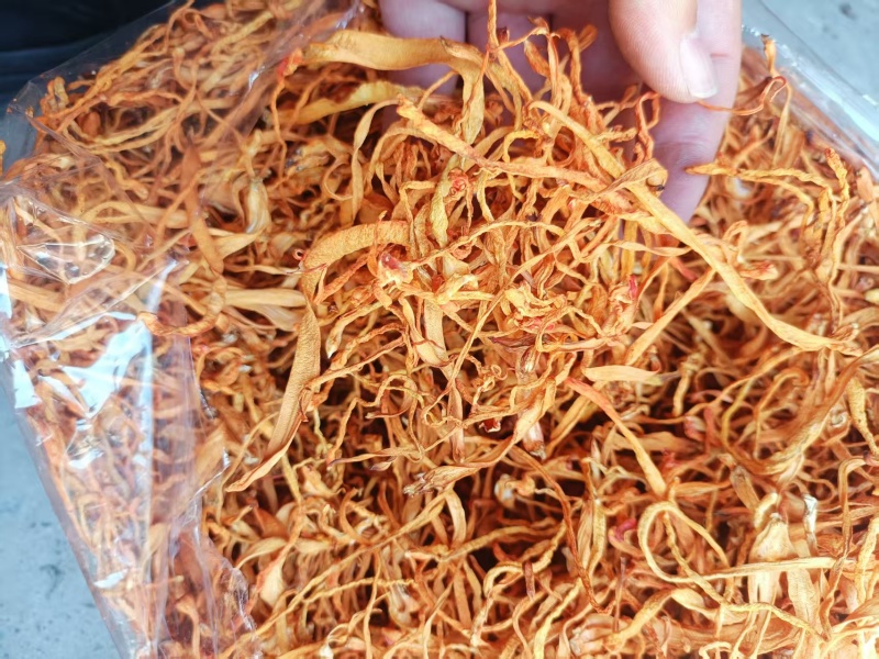虫草花