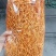 虫草花