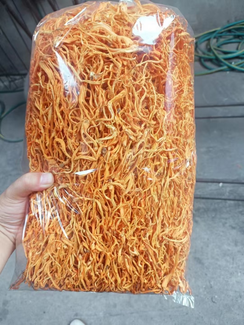 虫草花