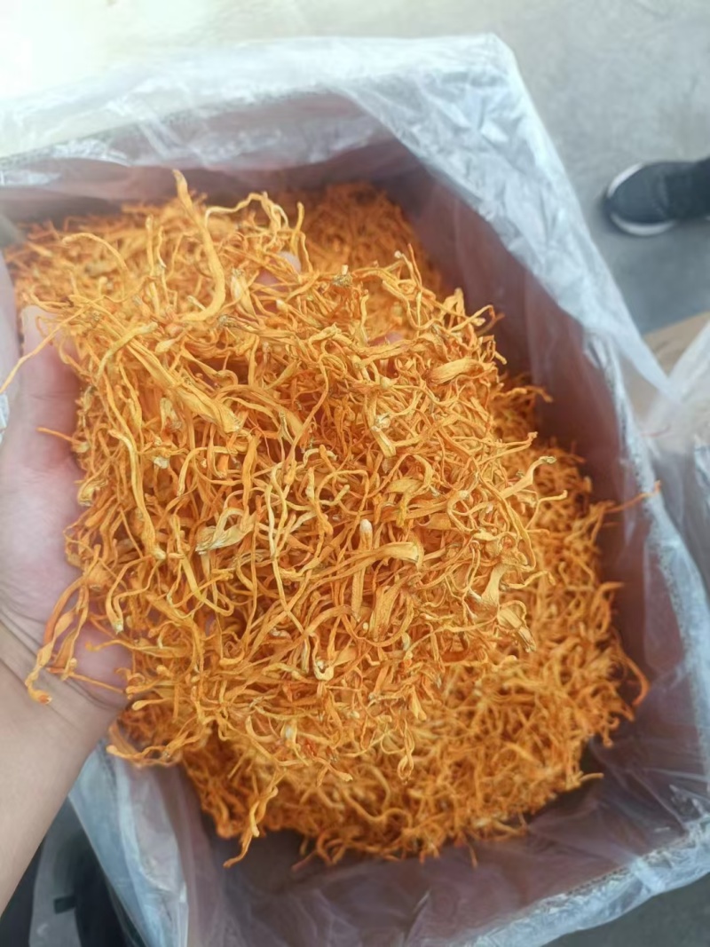 虫草花