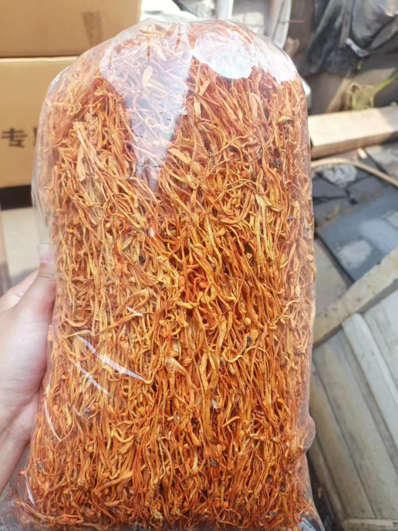 虫草花