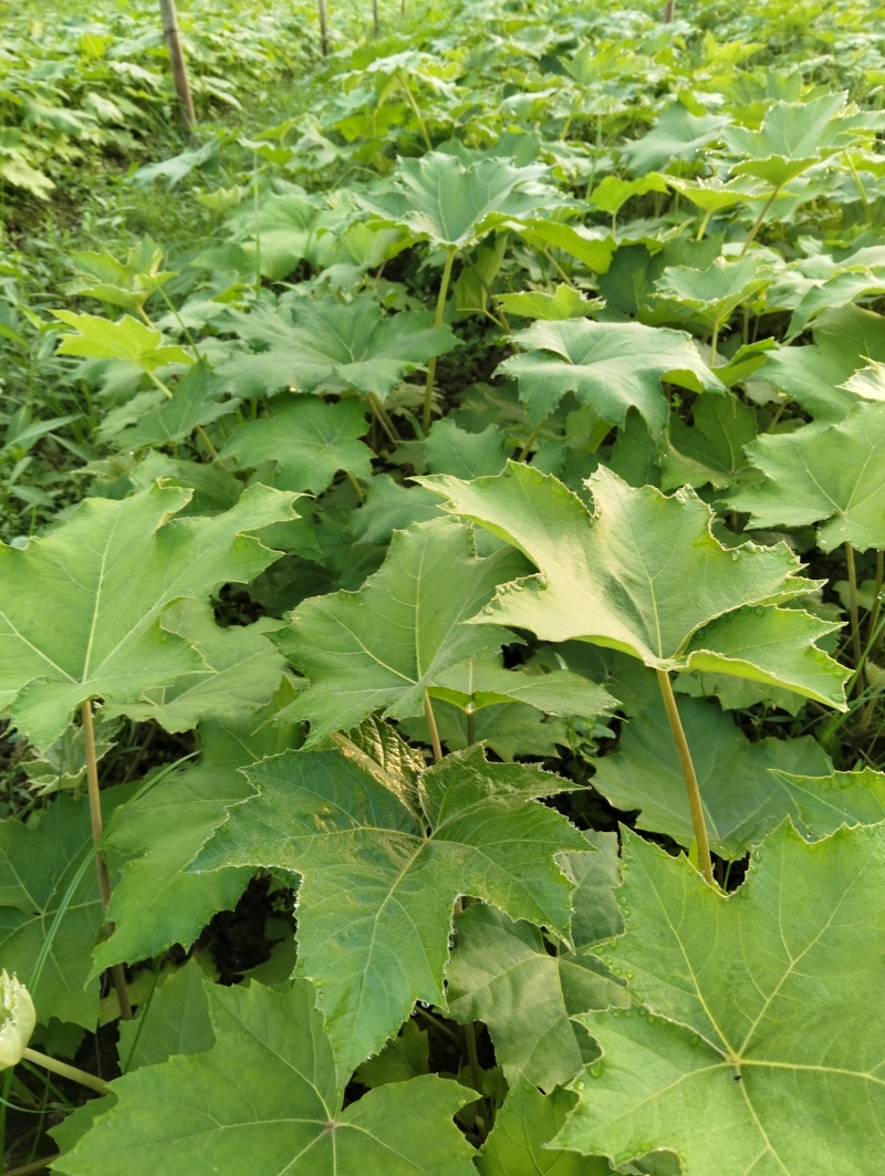 大通草籽育苗大通草苗大通草树苗通草苗