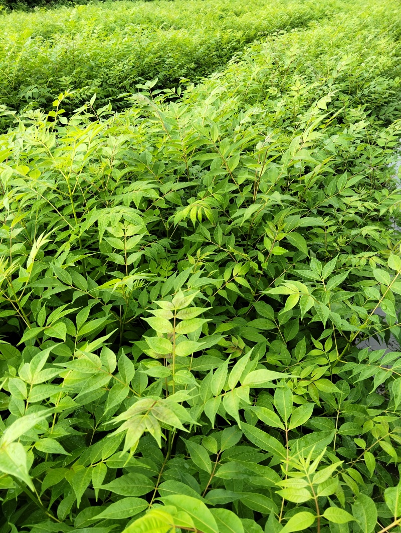 黄柏苗川黄柏苗厚皮黄柏苗
