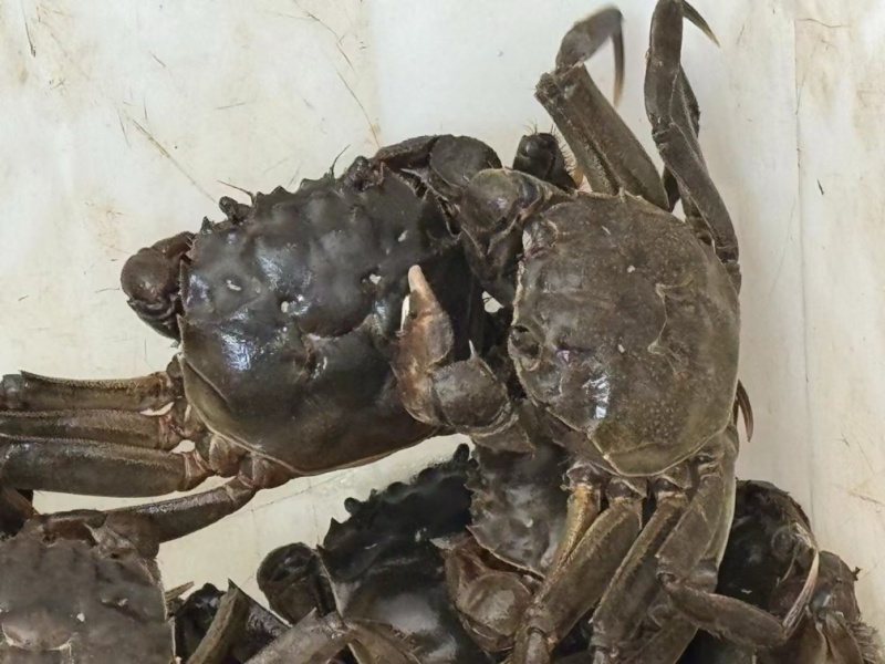 盘锦河蟹