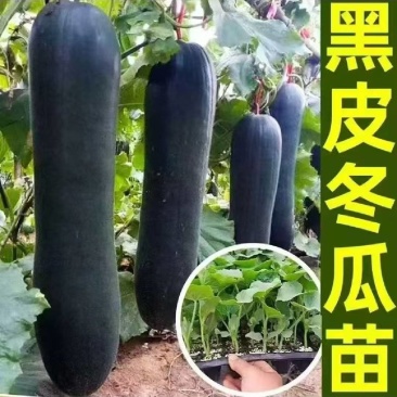 广东黑皮大冬瓜苗产量高。全国无死角发苗