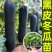 广东黑皮大冬瓜苗产量高。全国无死角发苗