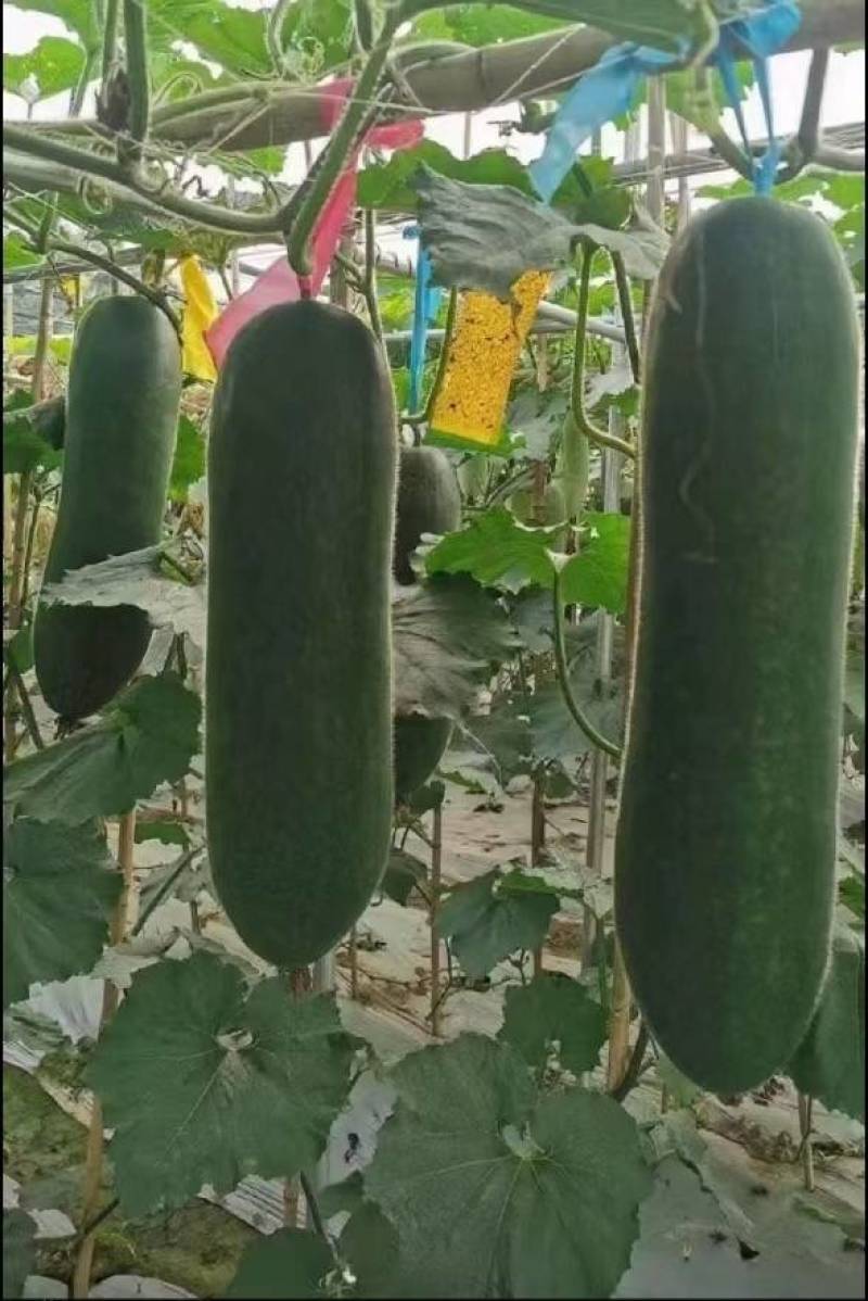 广东黑皮大冬瓜苗产量高。全国无死角发苗
