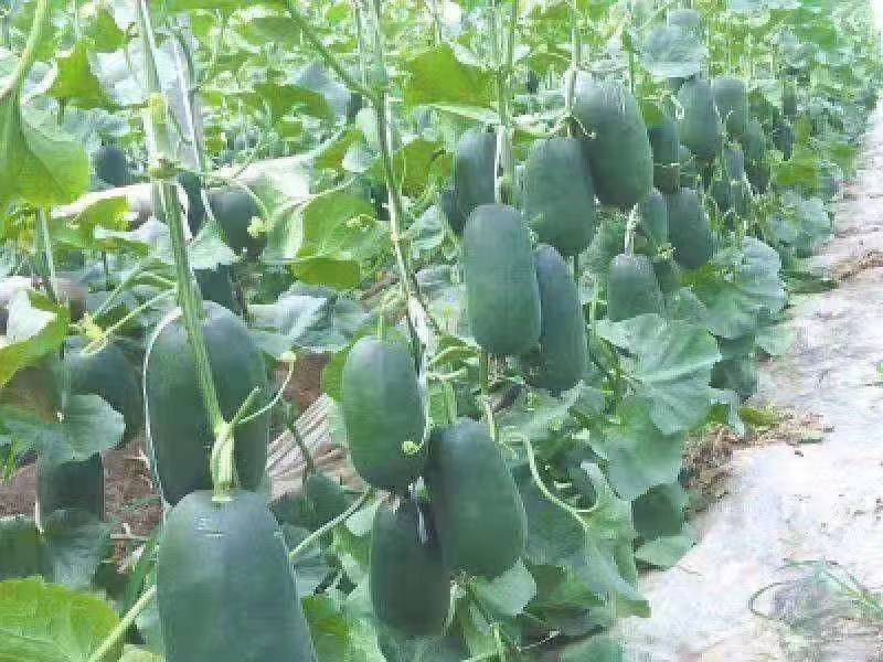 广东黑皮大冬瓜苗产量高。全国无死角发苗