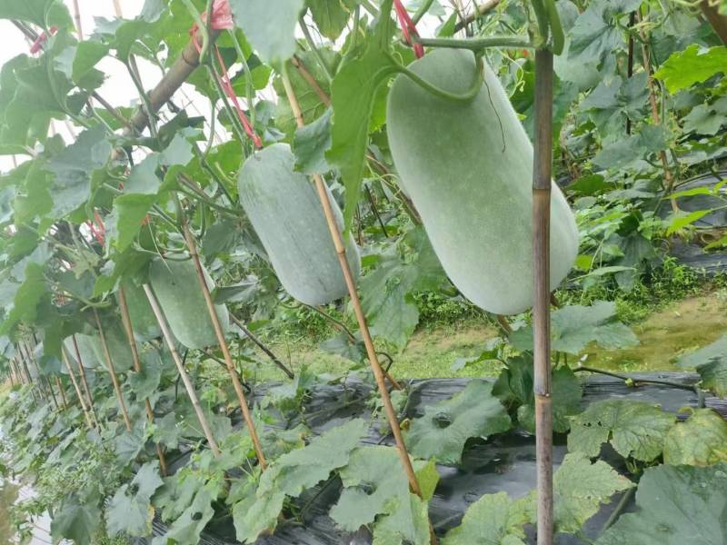 广东黑皮大冬瓜苗产量高。全国无死角发苗