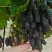 甜蜜蓝宝石