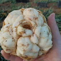 出售鲜百合