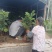 广西精品红宝番石榴苗石芭乐苗水果苗