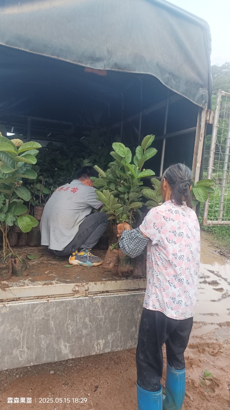 广西精品红宝番石榴苗石芭乐苗水果苗