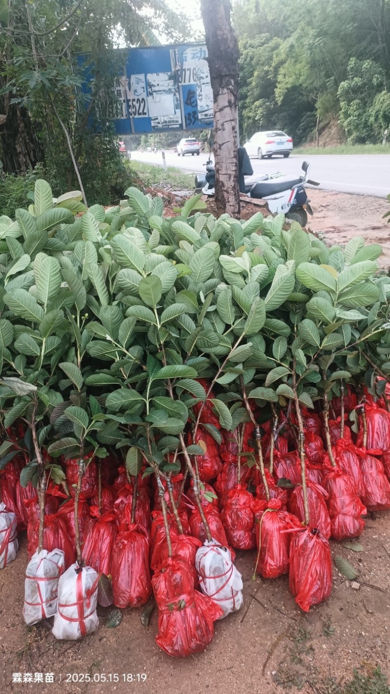 广西精品红宝番石榴苗石芭乐苗水果苗