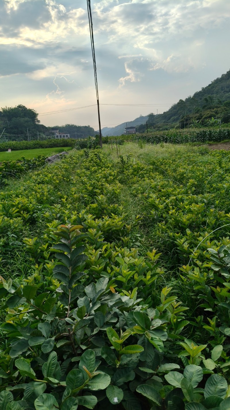 广西精品西瓜红芭乐苗水果苗新鲜现货大量现货
