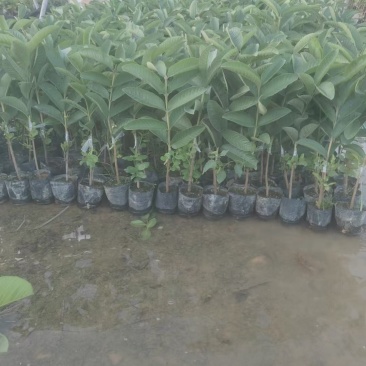 广西精品西瓜红芭乐苗水果苗新鲜现货大量现货