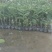 广西精品西瓜红芭乐苗水果苗新鲜现货大量现货