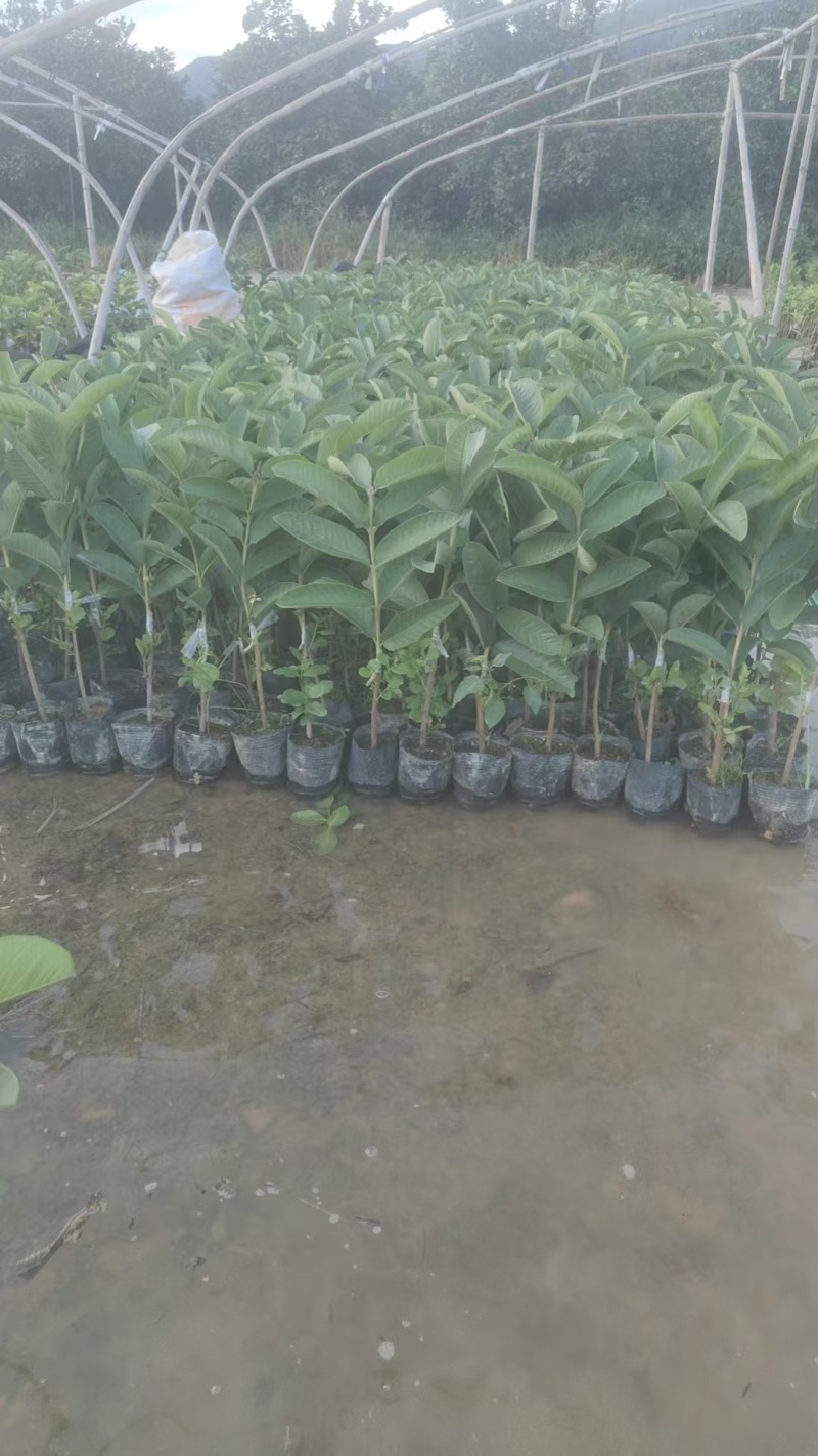 广西精品西瓜红芭乐苗水果苗新鲜现货大量现货