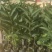 广西精品西瓜红芭乐苗水果苗新鲜现货大量现货