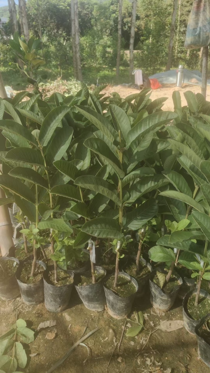 广西精品西瓜红芭乐苗水果苗新鲜现货大量现货