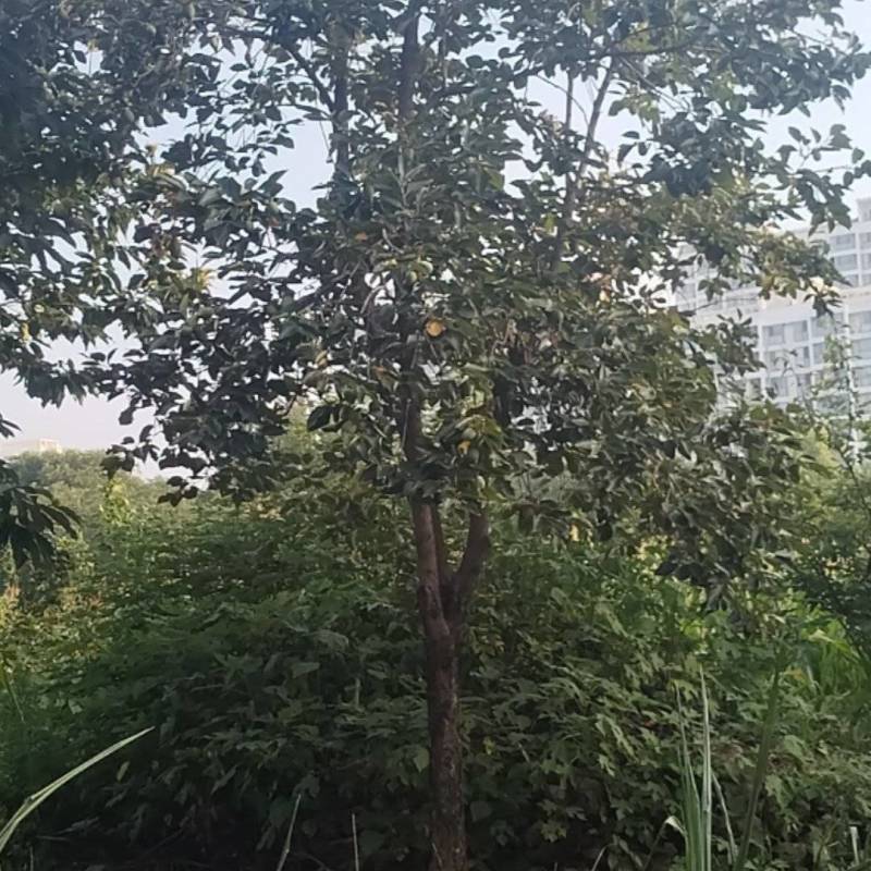 柿子树