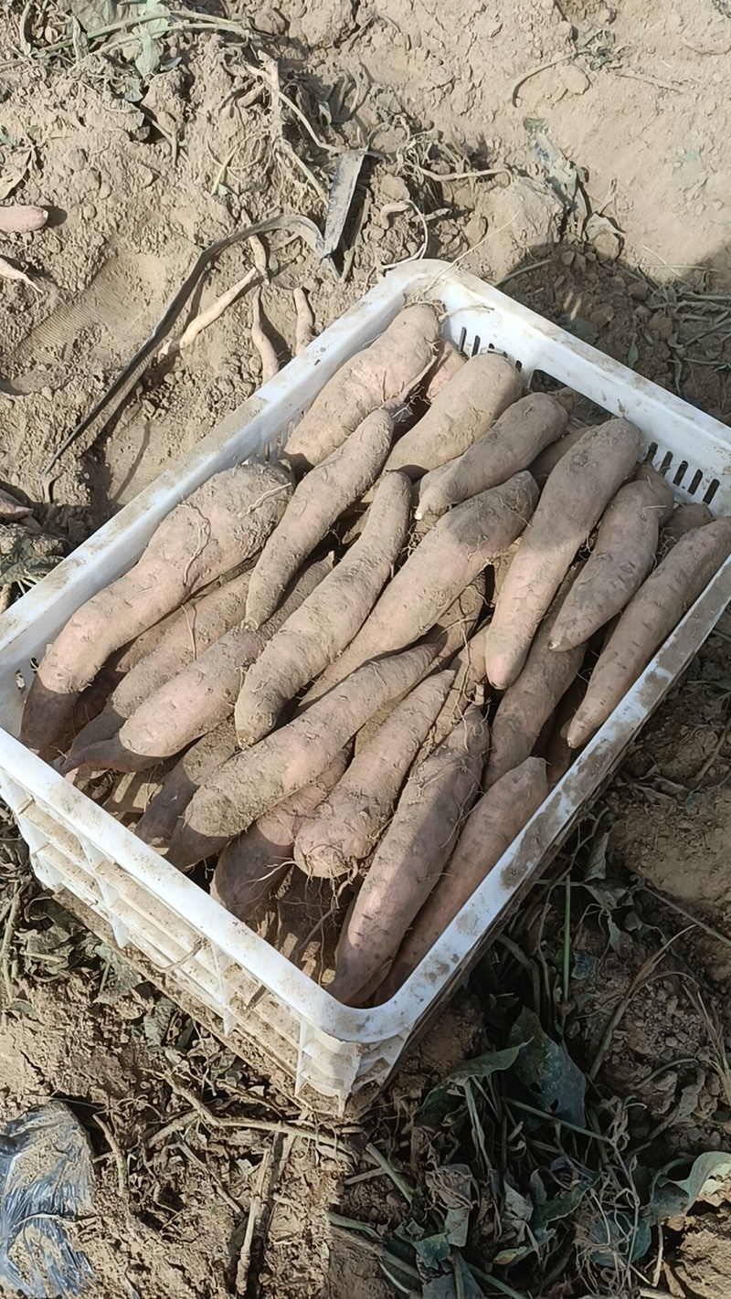 板栗红薯我们这里都是沙土地，红薯，原产地货。全国各地发