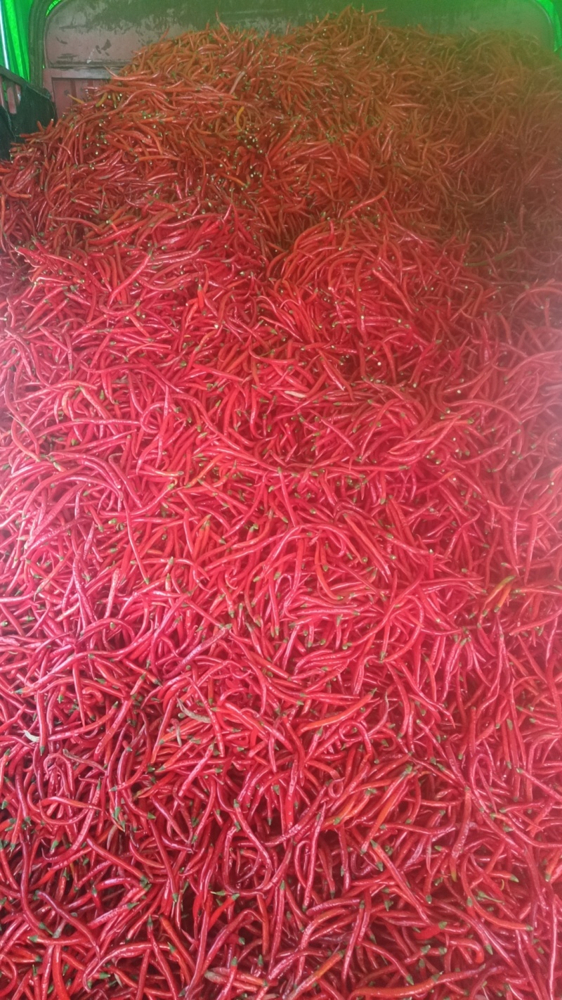 贵州大量红线椒工厂货