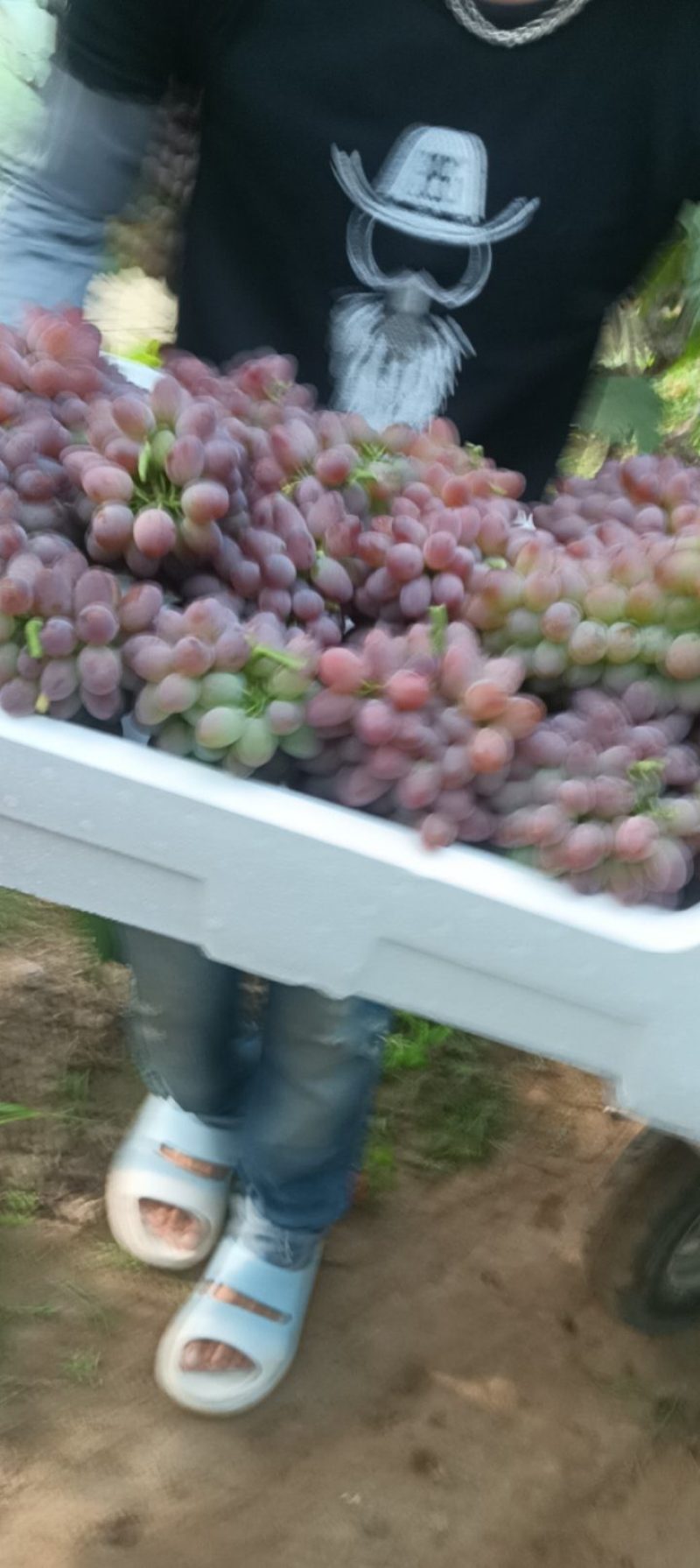 着色香葡萄